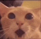 cussy emote for Discord