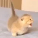 cutecatwalk emote for Discord