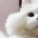 CutieCat emote for Discord