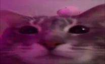 CuteCat emote for Discord