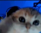 CUTEY emote for Discord