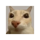 CUBO emote for Discord