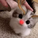 cutecatpet emote for Discord