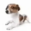 CuteDog emote for Discord