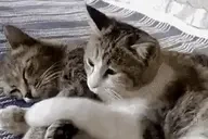 CUDDLES emote for Discord