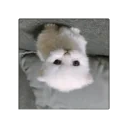 cubewpert emote for Discord