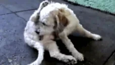 curly emote for Discord