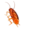 CucarachaRainbow emote for Discord
