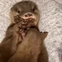 cuteotter emote for Discord