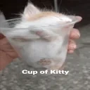 cupofkitty emote for Discord