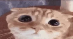 cuuh emote for Discord