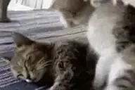 CUDDLES emote for Discord