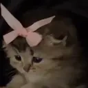 CuteCat emote for Discord
