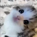 CuteKitty emote for Discord