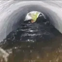 CulvertChamp emote for Discord