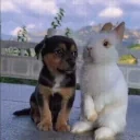 cuties emote for Discord