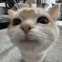 CuteCatSmiles emote for Discord