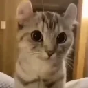 CuteEars emote for Discord