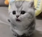 cutecat animated emote for Discord, Twitch and Slack