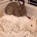 cuddletime emote for Discord