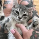 CutiePet emote for Discord