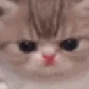 cutie_kitty emote for Discord