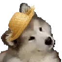CuteDog emote for Discord