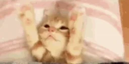cutekittenwide emote for Discord