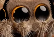 cutespiderjam emote for Discord