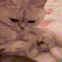 cuddle emote for Discord