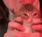 cutekitty emote for Discord