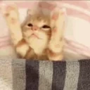 cutekitten emote for Discord