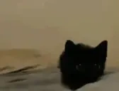 cutieArrieve emote for Discord