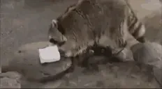 cuteRaccoon emote for Discord