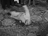 CurlySpin emote for Discord