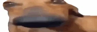 CuteSussingLookyAndDog emote for Discord