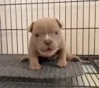 cuteDog emote for Discord