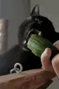 cucumbercat2 emote for Discord