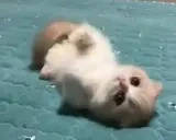 cutmeow emote for Discord