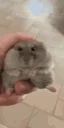 cutehamster emote for Discord