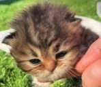 cutekitty emote for Discord