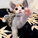 cutie emote for Discord