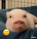 cutepig emote for Discord
