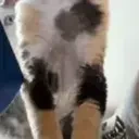 CuriousCat emote for Discord