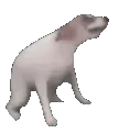 curseddance emote for Discord