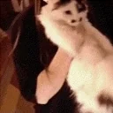 cuchitaDance emote for Discord