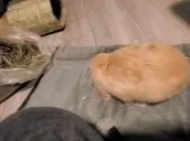 cvyJump emote for Discord