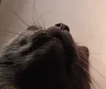 ClhoDis emote for Discord