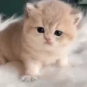 cmere emote for Discord