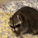 CmerePls emote for Discord